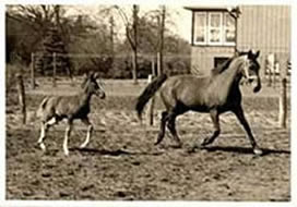 Amslehof