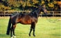 Antaeus Bild 2