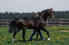 Calypso II